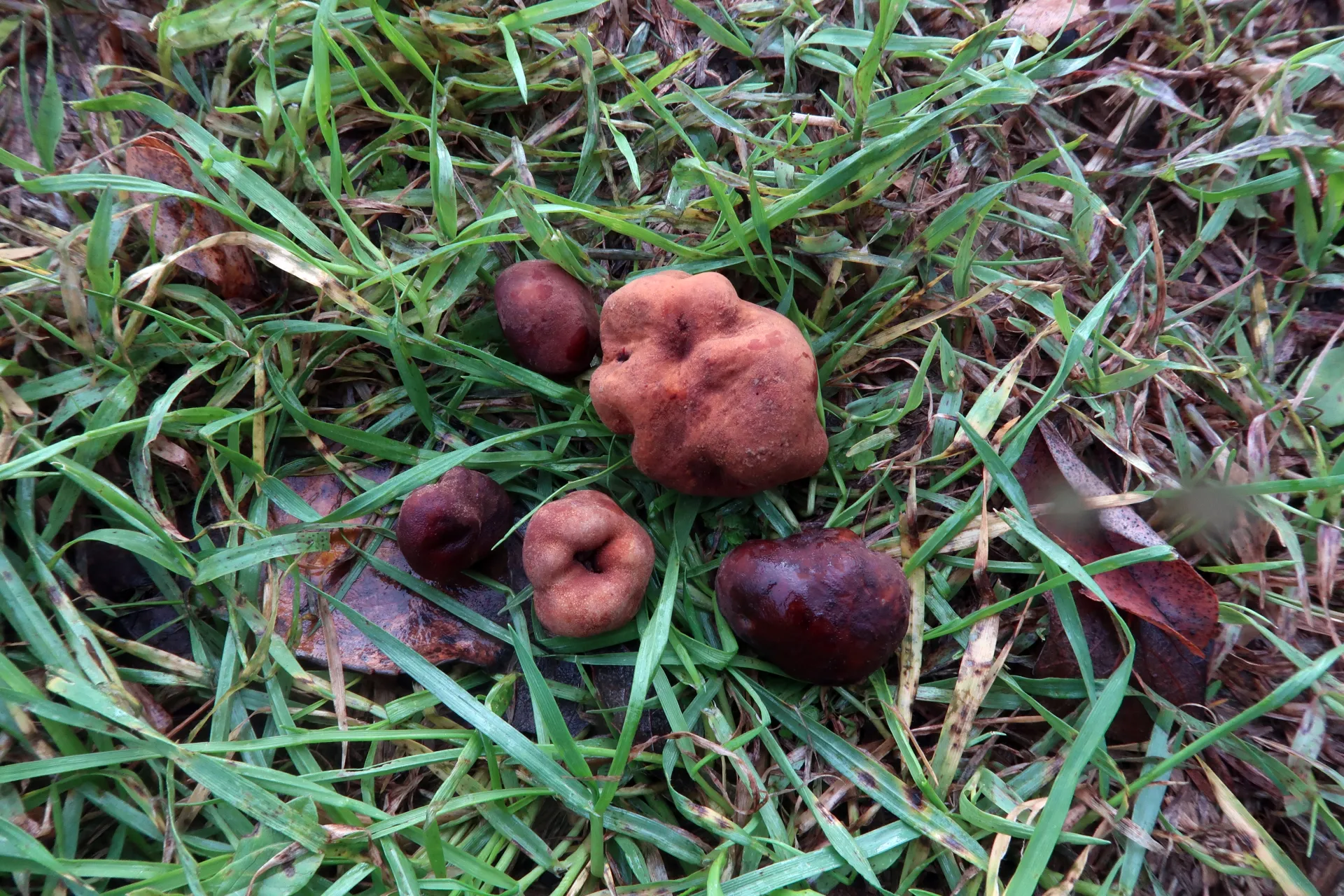 Tuber fulgens - 1 - IMG_5887